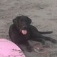 Su primer día en la Playa justo cuando cumplia 5 meses, se ha vuelto loca ese día ha corrido y jugado hasta el cansancio. La paso muy feliz con mis hijas y mis sobrinos.
